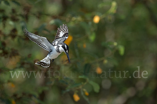 Graufischer (Ceryle rudis)