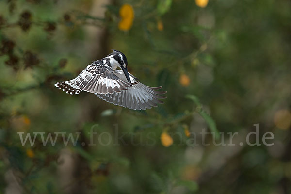 Graufischer (Ceryle rudis)