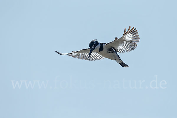 Graufischer (Ceryle rudis)