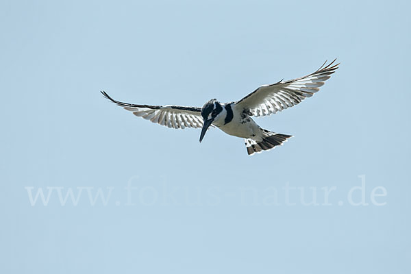 Graufischer (Ceryle rudis)