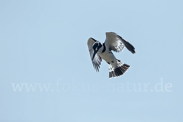 Graufischer (Ceryle rudis)