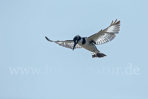 Graufischer (Ceryle rudis)