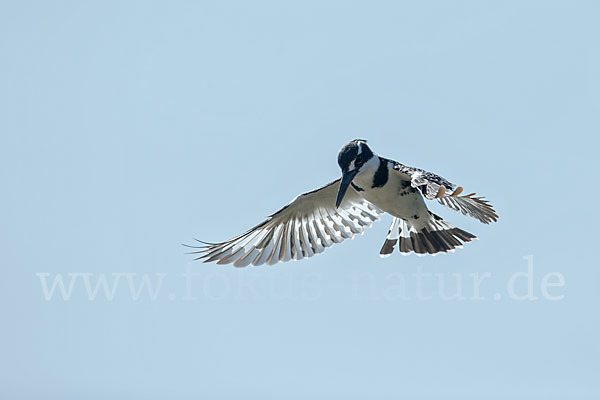 Graufischer (Ceryle rudis)