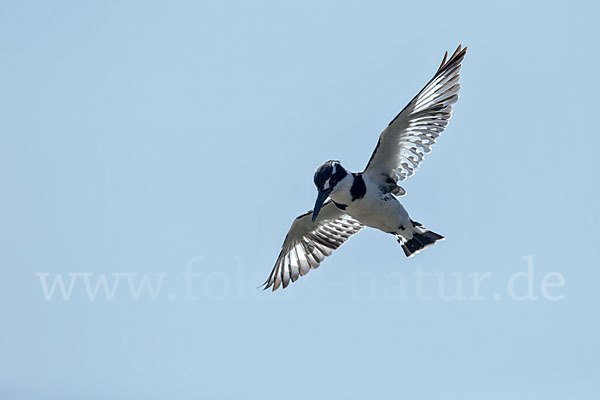 Graufischer (Ceryle rudis)