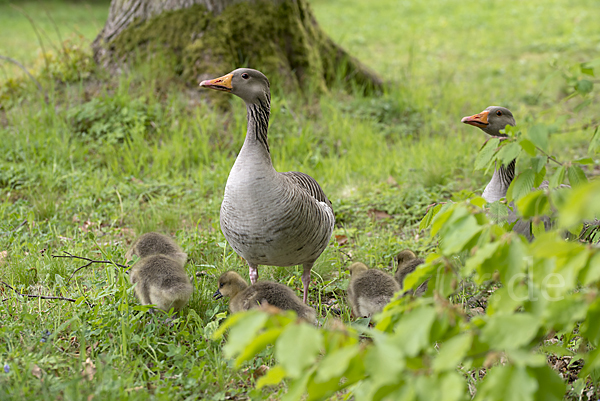 Graugans (Anser anser)