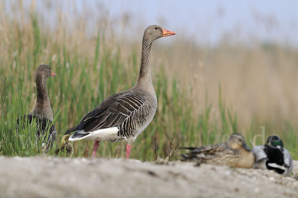 Graugans (Anser anser)