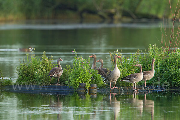 Graugans (Anser anser)