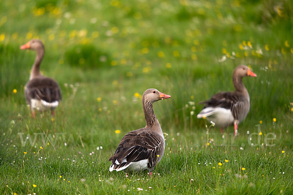 Graugans (Anser anser)