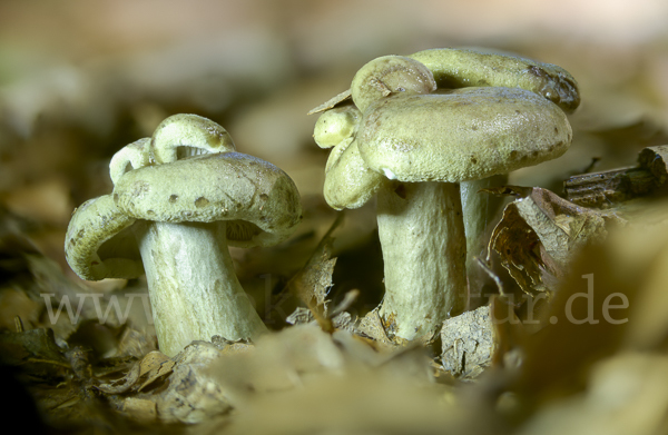 Graugrüner Milchling (Lactarius blennius)