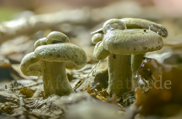 Graugrüner Milchling (Lactarius blennius)