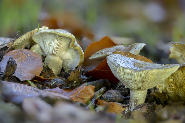 Graugrüner Milchling (Lactarius blennius)