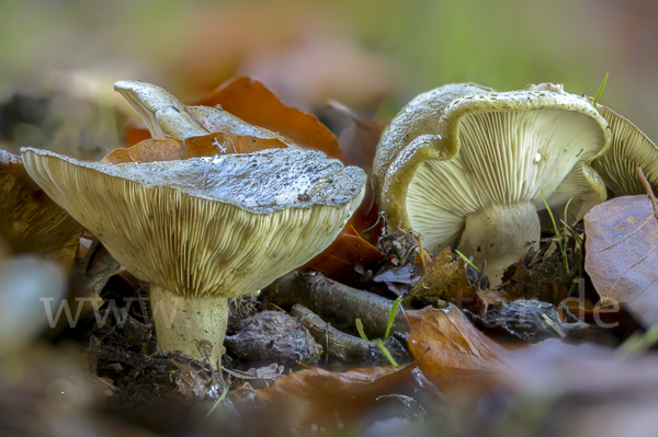 Graugrüner Milchling (Lactarius blennius)