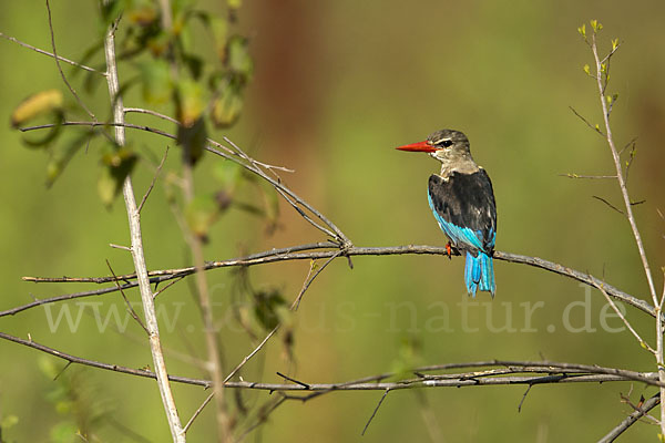 Graukopfliest (Halcyon leucocephala)