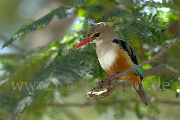 Graukopfliest (Halcyon leucocephala)