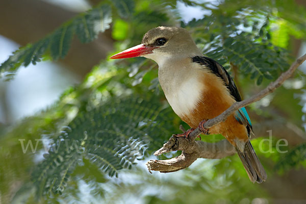 Graukopfliest (Halcyon leucocephala)