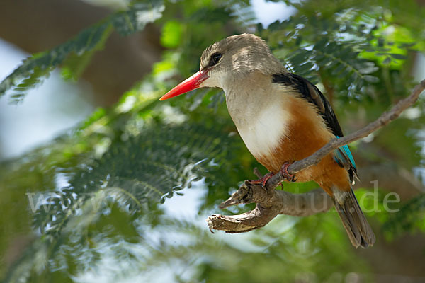 Graukopfliest (Halcyon leucocephala)