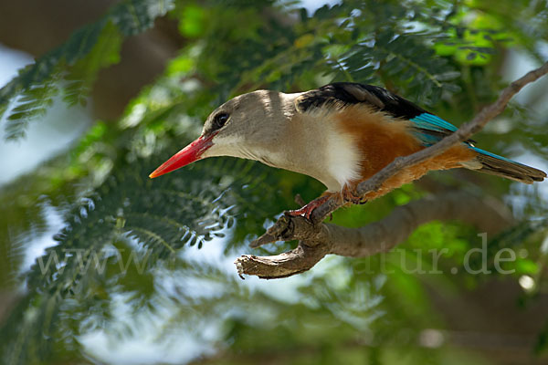 Graukopfliest (Halcyon leucocephala)