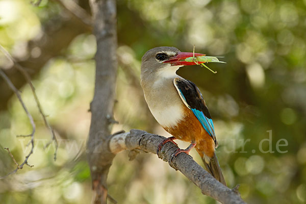 Graukopfliest (Halcyon leucocephala)