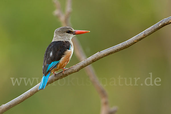 Graukopfliest (Halcyon leucocephala)