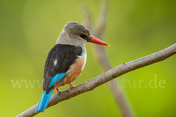 Graukopfliest (Halcyon leucocephala)