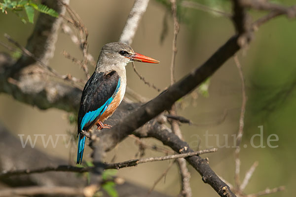 Graukopfliest (Halcyon leucocephala)