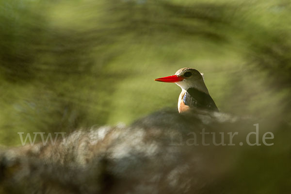 Graukopfliest (Halcyon leucocephala)