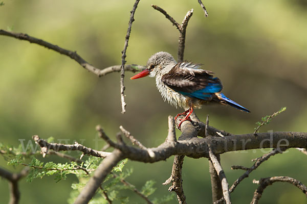 Graukopfliest (Halcyon leucocephala)