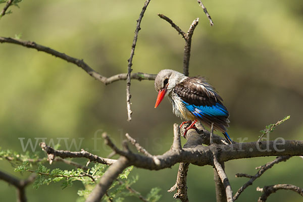 Graukopfliest (Halcyon leucocephala)