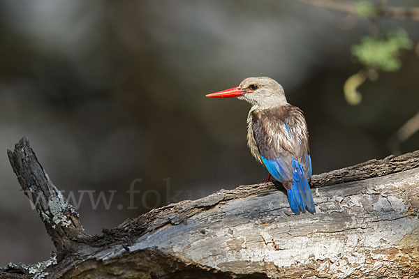 Graukopfliest (Halcyon leucocephala)