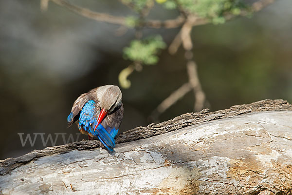 Graukopfliest (Halcyon leucocephala)