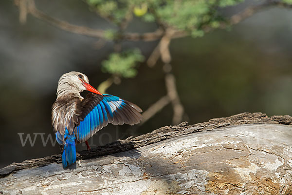 Graukopfliest (Halcyon leucocephala)