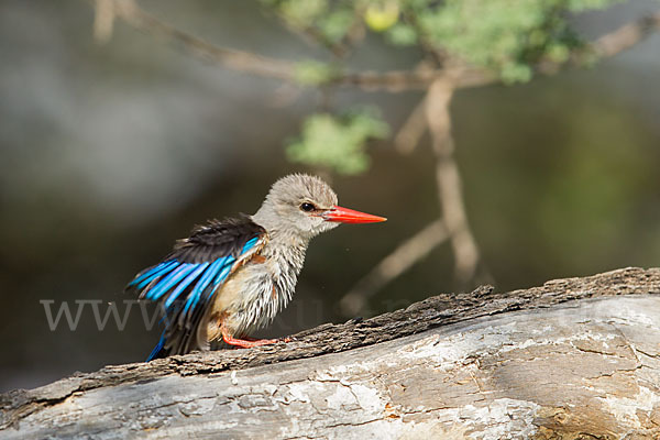 Graukopfliest (Halcyon leucocephala)