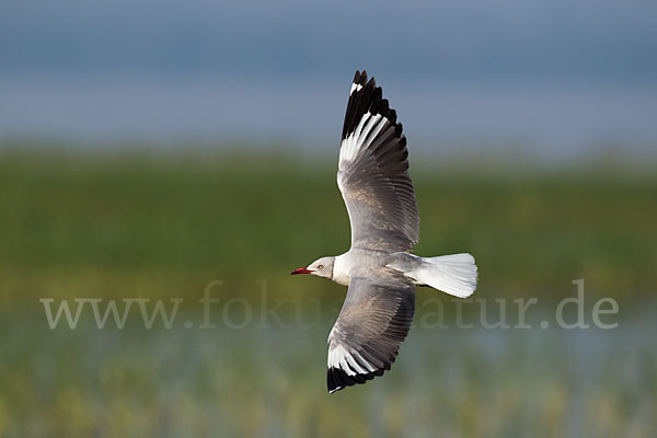 Graukopfmöwe (Chroicocephalus cirrocephalus)