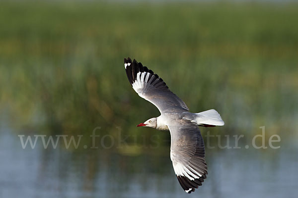 Graukopfmöwe (Chroicocephalus cirrocephalus)