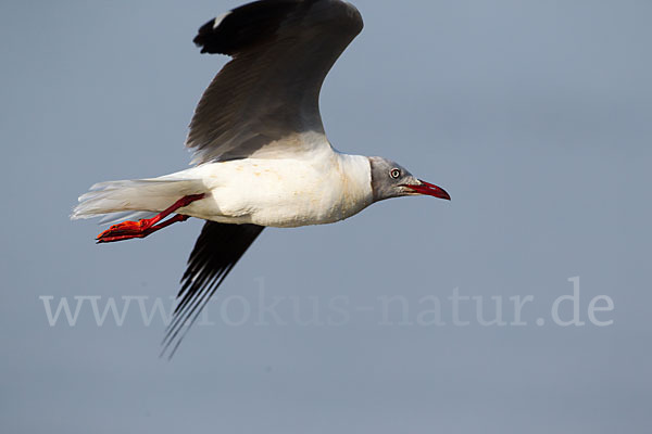 Graukopfmöwe (Chroicocephalus cirrocephalus)