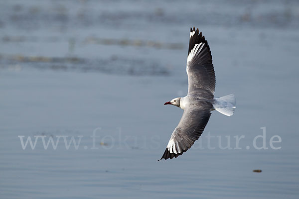 Graukopfmöwe (Chroicocephalus cirrocephalus)