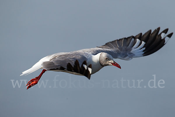 Graukopfmöwe (Chroicocephalus cirrocephalus)