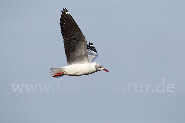 Graukopfmöwe (Chroicocephalus cirrocephalus)