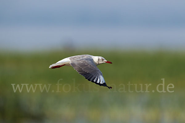 Graukopfmöwe (Chroicocephalus cirrocephalus)