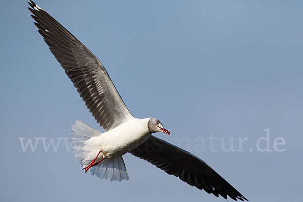 Graukopfmöwe (Chroicocephalus cirrocephalus)