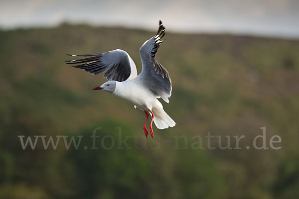 Graukopfmöwe (Chroicocephalus cirrocephalus)