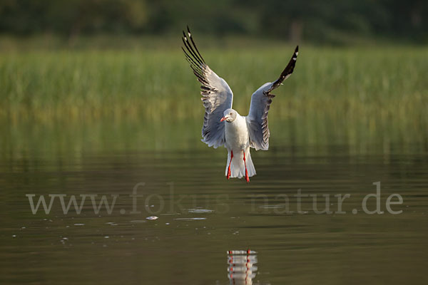 Graukopfmöwe (Chroicocephalus cirrocephalus)