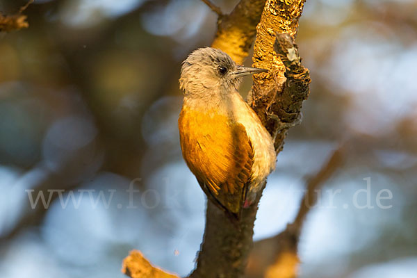 Graukopfspecht (Dendropicos spodocephalus)