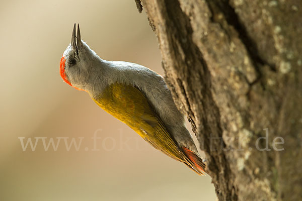 Graukopfspecht (Dendropicos spodocephalus)