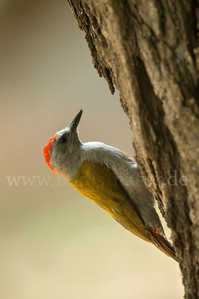 Graukopfspecht (Dendropicos spodocephalus)