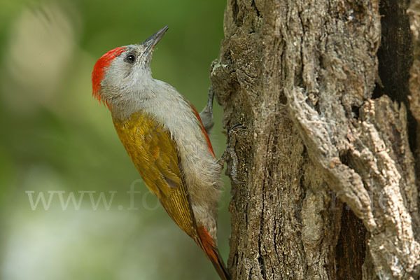 Graukopfspecht (Dendropicos spodocephalus)