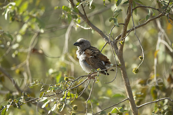 Graukopfsperling (Passer griseus)