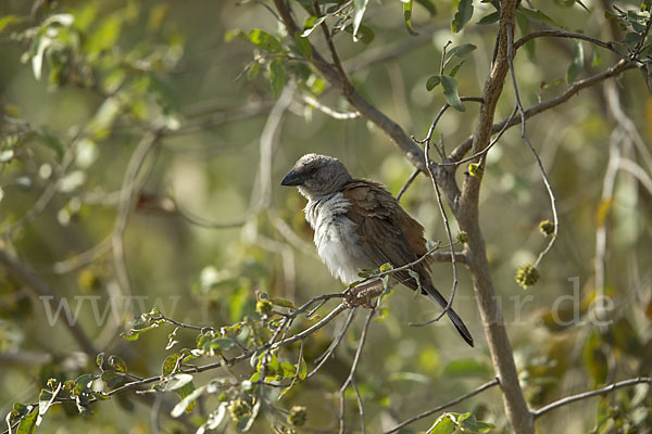 Graukopfsperling (Passer griseus)