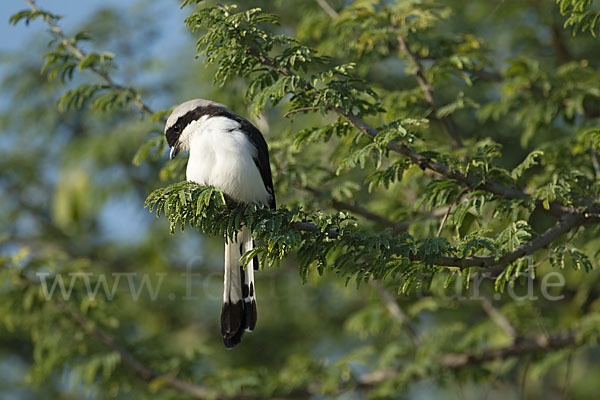 Graumantelwürger (Lanius excubitoroides)