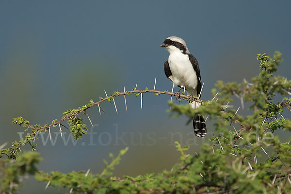 Graumantelwürger (Lanius excubitoroides)